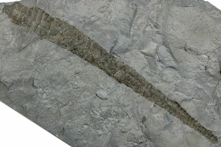 Silurian Cephalopod (Dawsonoceras) Fossil - New York #232732